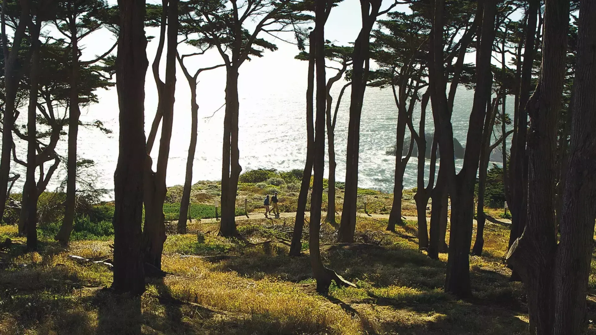 Caminhantes caminham por uma seção florestal da Trilha Lands End, com o Oceano Pacífico ao fundo.