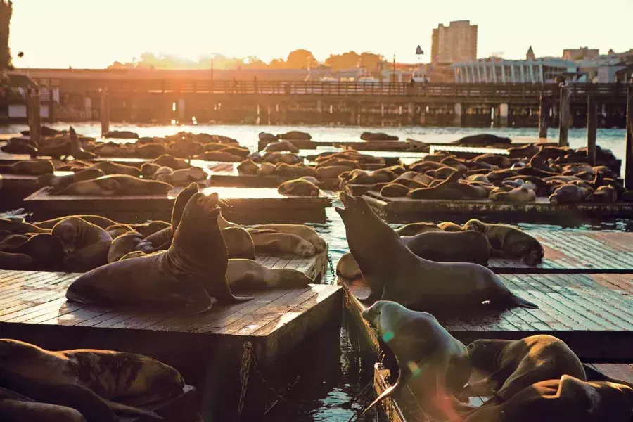 Leões marinhos descansam no cais K do PIER 39 ao Sunset