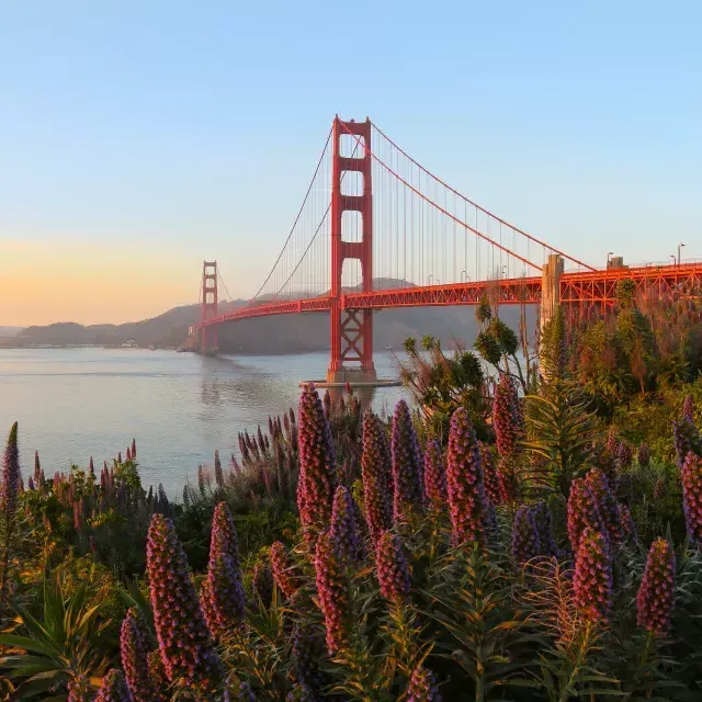 A Golden Gate Bridge é retratada com grandes flores em primeiro plano.